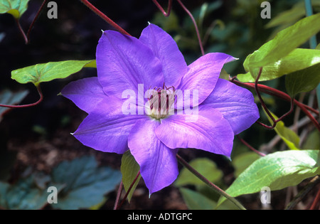 Clematis Ramona fiore. Una pianta fiorita nel giardino del Conservatory in Central Park, New York City USA Foto Stock