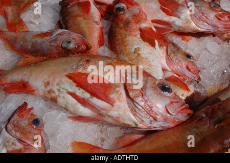 Scorfano di norvegia fresca pronta per la trasformazione in Ísafjörður in Islanda fiordi ovest Foto Stock
