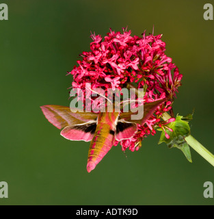 Elephant Hawkmoth Deilephila elpenor hovering e alimentazione di potton bedfordshire Foto Stock