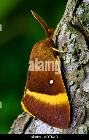 Oak Eggar Lasiocampa quercus sulla quercia potton bedfordshire Foto Stock