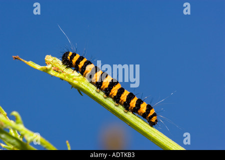 Il cinabro moth Tyria jacobaeae larva alimentazione su erba tossica con blue sky potton sfondo bedfordshire Foto Stock