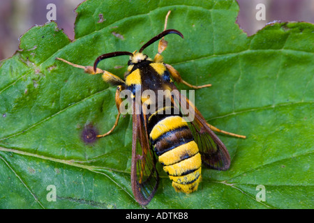 Hornet Moth Sesia apiformis a riposo sulla foglia di pioppo potton bedfordshire Foto Stock