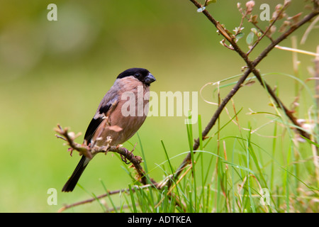 Femmina Pyrrhula Bullfinch pyrrhula arroccato su ramoscello con bello sfondo disinnescare potton bedfordshire Foto Stock