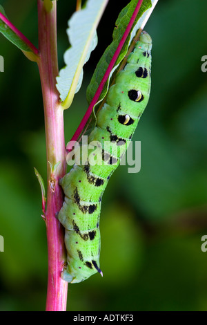 Elephant Hawkmoth Deilephila elpenor larve alimentazione su willowherb potton bedfordshire Foto Stock