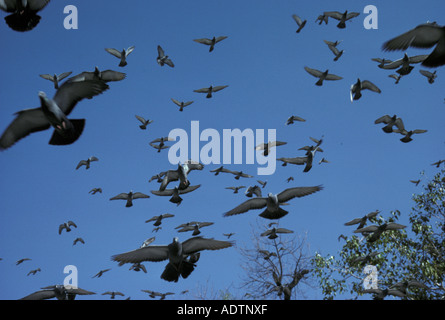 Feral Pigeon Columba livia gregge in volo Foto Stock