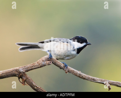 Carolina Chickadee, Poecile carolinensis, arroccato su un ramo di profilo. Oklahoma, Stati Uniti. Foto Stock