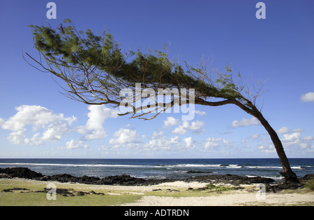 Alberi di casuarina piegate prima che il vento Foto Stock