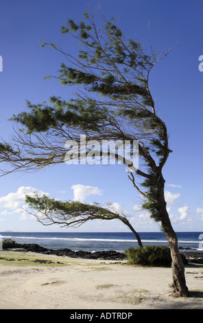 Due alberi di casuarina piegate prima che il vento Foto Stock