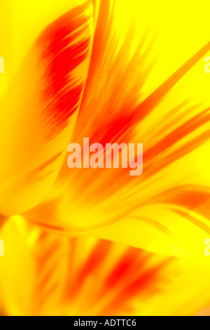 Tulipani gialli con rosso di strisce arancioni Closeup dettaglio Foto Stock