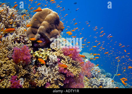 Fuochi d'artificio di pesce Foto Stock