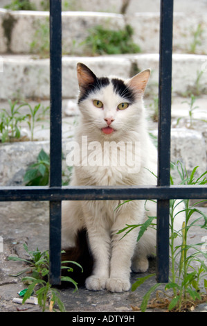 Uno dei molti gatti vicino a Piazza Monastiraki ad Atene in Grecia Cat dietro le sbarre, toungue sporgente. Foto Stock