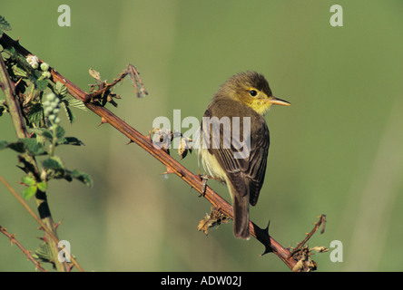 Canapino Hippolais polyglotta adulto fiume Scrivia Italia Maggio 1997 Foto Stock