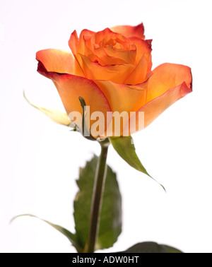 Rosa gialla con bordi di colore rosso Foto Stock