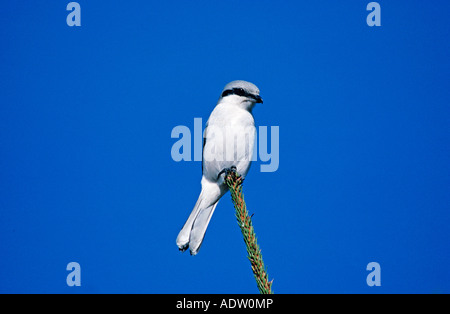 Northern Grey Shrike Lanius excubitor adulto su il top è in abete Rothenthurm Svizzera Novembre 1993 Foto Stock