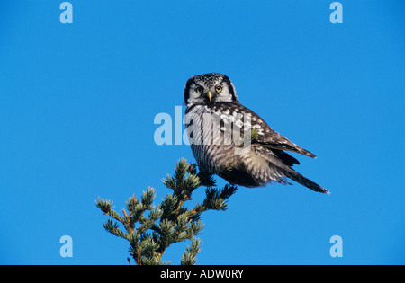 Northern Hawk Owl surnia ulula adulto sul pesce persico Kenai Penninsula Alaska USA Marzo 2000 Foto Stock