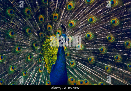 Pavone Foto Stock