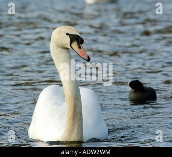 Swan nuoto sulle sponde di un lago con una folaga seguenti dietro Foto Stock