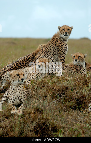 Femmina adulta cheetah con cinque quasi pieno cresciuto cubs su un tumulo termite nella Riserva Nazionale di Masai Mara Kenya Foto Stock