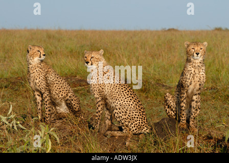 Tre giovani ghepardi seduti su un tumulo termite nella Riserva Nazionale di Masai Mara Kenya Foto Stock