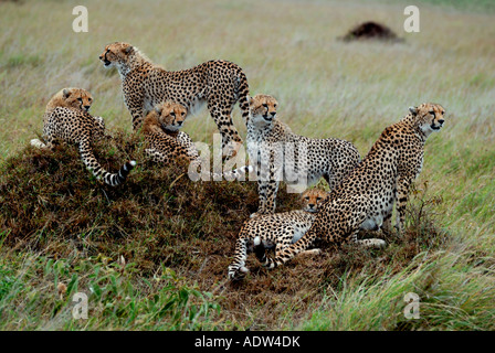 Femmina adulta cheetah con cinque quasi pieno cresciuto cubs su un tumulo termite nella Riserva Nazionale di Masai Mara Kenya Foto Stock