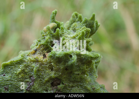 Spugna di acqua dolce Spongilla sp Savannah Portage stato parco Aitken County Minnesota Stati Uniti 19 settembre Foto Stock