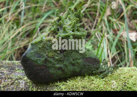 Spugna di acqua dolce Spongilla sp Savannah Portage stato parco Aitken County Minnesota Stati Uniti 19 settembre Foto Stock