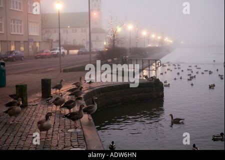 Stormo di anatre nuotare in un lago, Tjornin, Reykjavik, Islanda Foto Stock