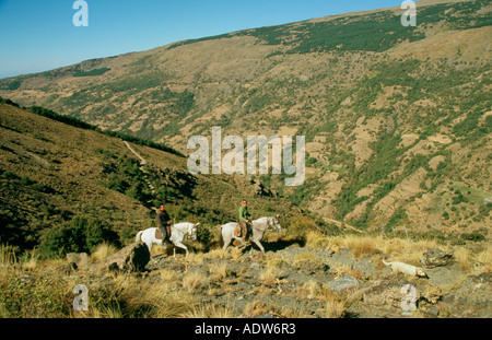 I piloti sul andaluso andaluso e / Arab attraversa in Alpujarra montagne della Sierra Nevada in Spagna Foto Stock