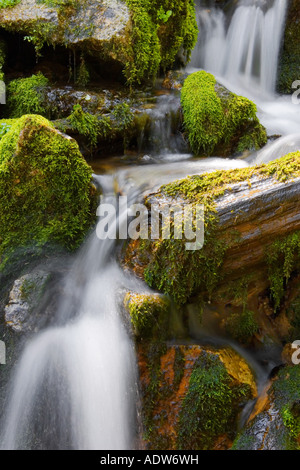 Una piccola cascata di montagna tumbling tra rocce di muschio Foto Stock