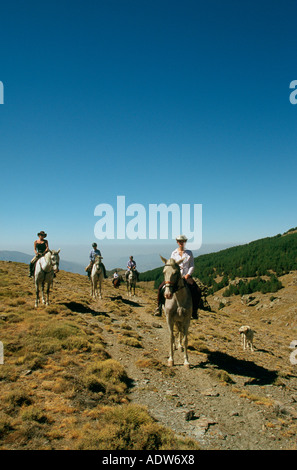 I piloti sul andaluso andaluso e / Arab attraversa in Alpujarra montagne della Sierra Nevada in Spagna Foto Stock