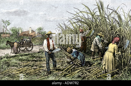 Afroamericans il taglio di canna da zucchero su una piantagione nel profondo sud 1800s. Colorate a mano la xilografia Foto Stock