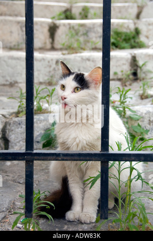 Uno dei molti gatti vicino a Piazza Monastiraki ad Atene in Grecia. Cat dietro le sbarre, toungue sporgente. Foto Stock