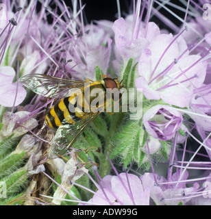 Un hover fly Syrphus ribesii alimentazione su Phacelia fiori utilizzati per attirare insetti utili
