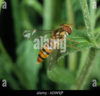 Marmalata sorvola (Episryphus balteatus) maschio adulto su una foglia Foto Stock