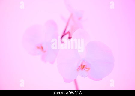 White Orchid shot sotto luce rosa Foto Stock