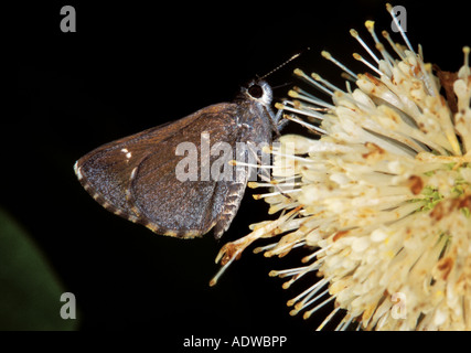 Strada comune Skipper 35973 Amblyscirtes vialis Cove lago a nord di mt Magazine ARKANSAS USA 30 giugno 2001 Hesperiinae Foto Stock