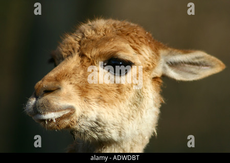 Vicuña closeup - Vicugna vicugna Foto Stock