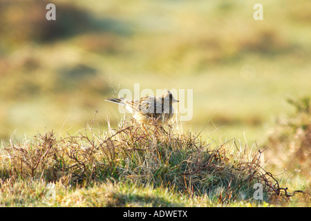 Allodola Alauda arvense seduto su una collinetta erbosa su Dartmoor con la sua cresta sollevata Foto Stock