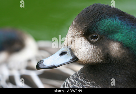 Anas sibilatrix. Maschio di Chiloe Wigeon testa d'anatra Foto Stock