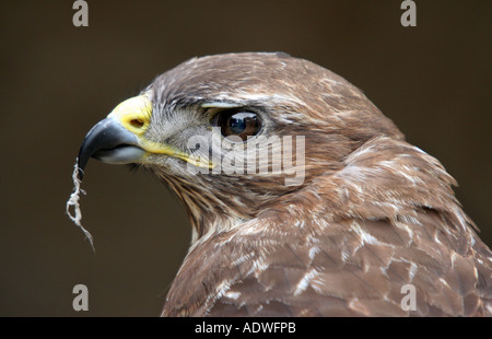 Buteo buteo. Captive comune poiana in campagna con una piuma nel becco Foto Stock