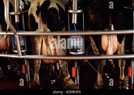 Una mucca sala mungitura salottino in un kibbutz azienda agricola sulle alture del Golan Israele Foto Stock