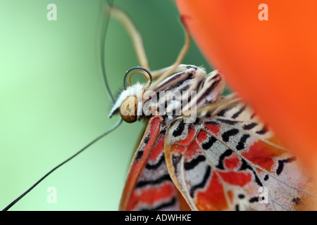 Cethosia biblis. Lacewing rosso farfalla posata sul fiore di arancia petalo Foto Stock