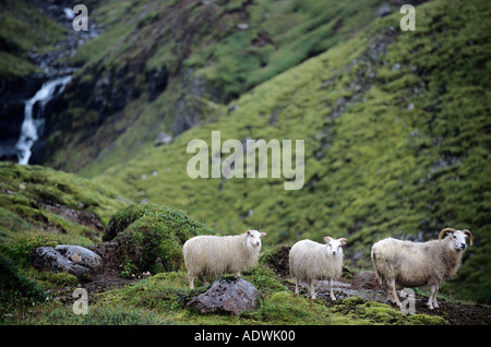 Islandese di pecore nelle montagne di Oxi in Oriente Islanda Foto Stock