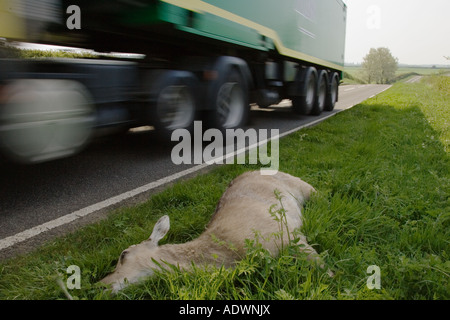Camion rigidi passato cadavere di dead cervo da strada sulla strada di campagna Charlbury Oxfordshire, Regno Unito Foto Stock
