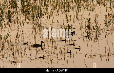 Anatra con i suoi anatroccoli nel prato allagato Oxfordshire England Regno Unito Foto Stock