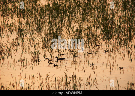 Anatra con i suoi anatroccoli nel prato allagato Oxfordshire England Regno Unito Foto Stock