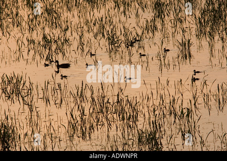 Anatra con i suoi anatroccoli nel prato allagato Oxfordshire England Regno Unito Foto Stock