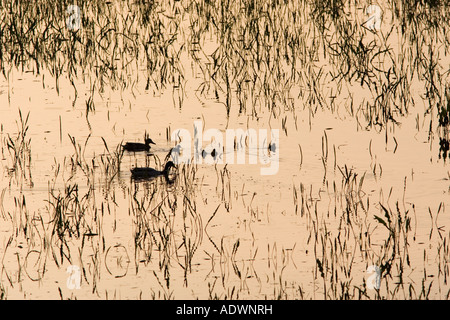 Le anatre e le loro piccole anatre nel prato allagato Oxfordshire England Regno Unito Foto Stock