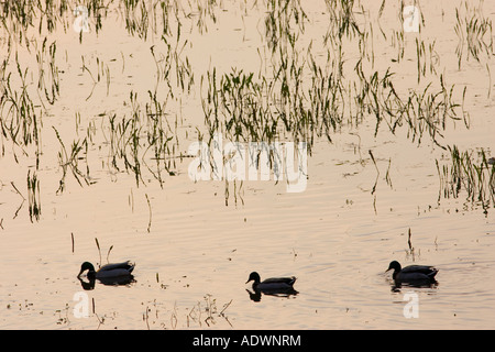 Anatre in prato allagato Oxfordshire Costwolds Regno Unito Foto Stock