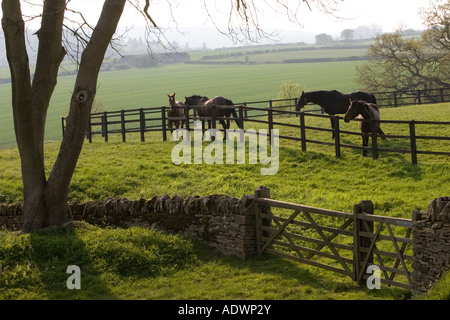 Bay cavalli nel paddock Chedworth Gloucestershire Regno Unito Foto Stock